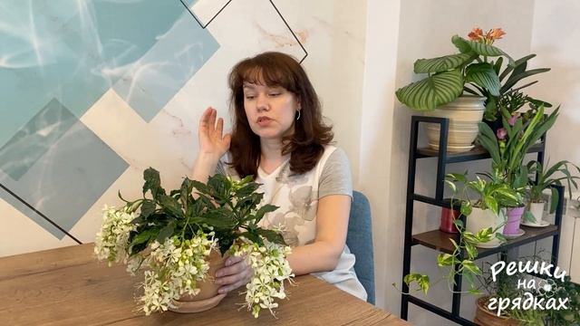Клеродендрум Шикарное цветение Уход в домашних условиях смотреть онлайн