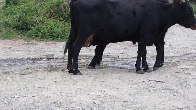 Митяй в попытке выпить молока смотреть онлайн