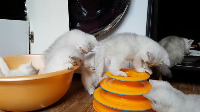 Котята 1,5 месяца Продаются смотреть онлайн