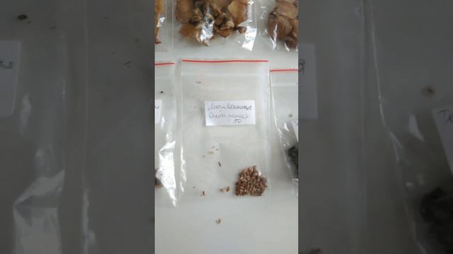 Получил семена хвойных смотреть онлайн