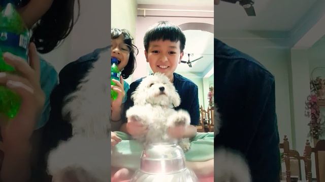 My puppy is a pro drummer 😎 смотреть онлайн
