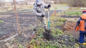 Ежемалина Тайбери. Делаем шпалеру.