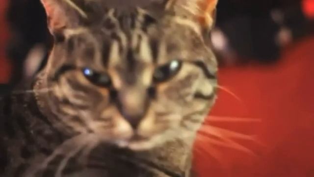 Пение кота смотреть онлайн