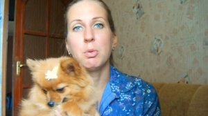 Вязка и роды шпица. Дневник. (1часть- Вязка, с чего начать.)