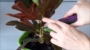 Кротон (кодиеум) уход. Формирование пышной кроны