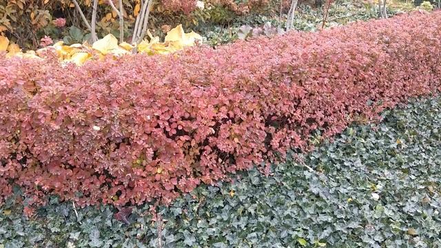 tawuła brzozolistna - spiraea betulifolia смотреть онлайн