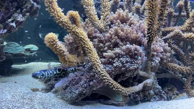 REEF RELAX - Flying Reef Tank - CHILLOUT MUSIC - exclusive private aquarium - Relaxation Sleep remi смотреть онлайн