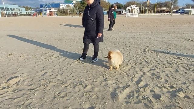 Анапа. Зверь и его стая на море. Семейные новости. смотреть онлайн