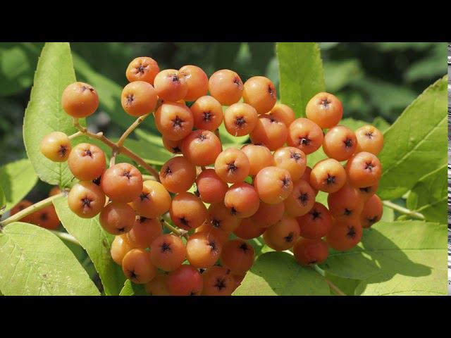 31 июля 2020 г смотреть онлайн