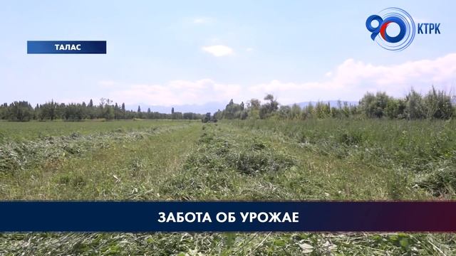 В Таласской области из-за высокой влажности желтеют листья фасоли смотреть онлайн
