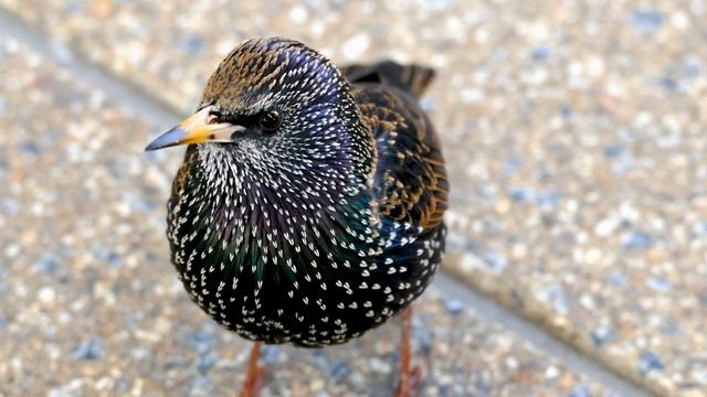 Der Star Vom Bahnhof Alexanderplatz.