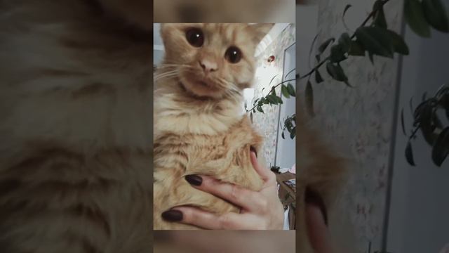 мені сказали написати цю букву@щоб згадати про канал А так тварини смотреть онлайн