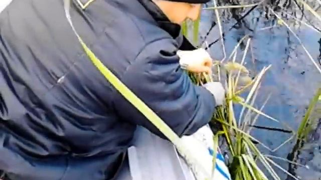 захват!!! щука на жерлицы. смотреть онлайн