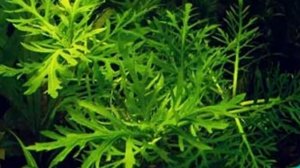 Гигрофила изменчивая. Описание. Содержание. Уход. Размножение. Аквариумные растения.