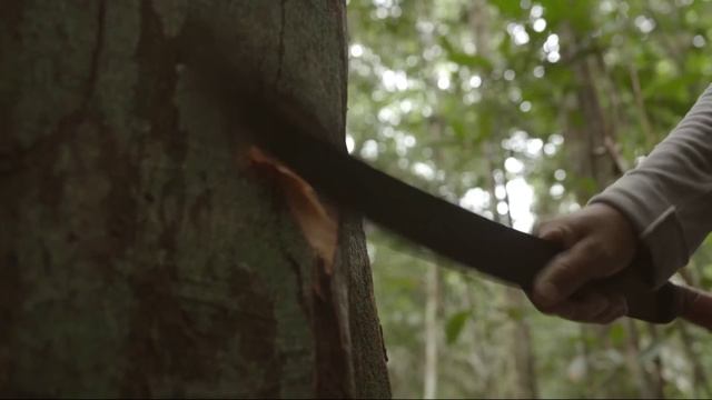 Как получают эфирное масла Копайбы смотреть онлайн