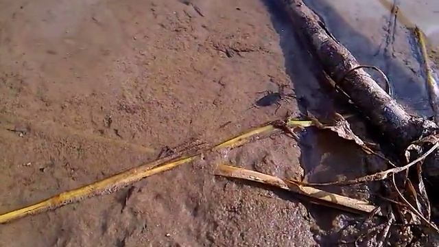 Водный скорпион. смотреть онлайн