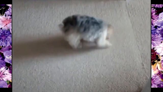 Приколы с домашними животными!!! смотреть онлайн