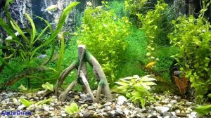 Сколько грунта нужно засыпать в аквариум?