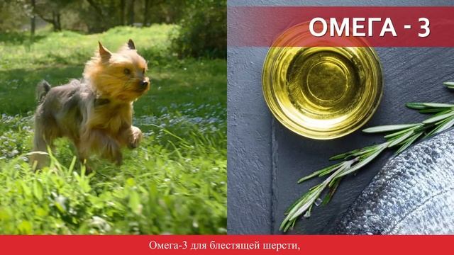 Purina ONE®. Разработано экспертами для здоровья Вашей собаки