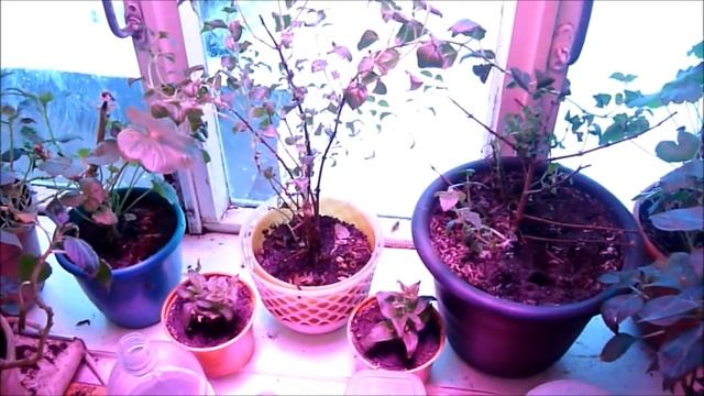 Фитолампа год работы Плюсы минусы смотреть онлайн