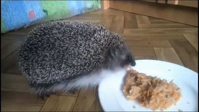 Ежиные кушанья смотреть онлайн