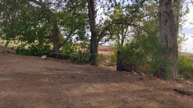 Огромный волк в Казахской степи смотреть онлайн