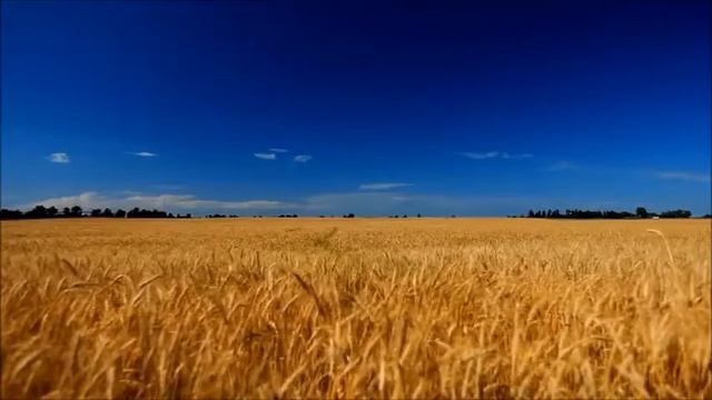 Рекомендованые фазы обработки пшеницы, гуматом калия, для хорошего урожая смотреть онлайн