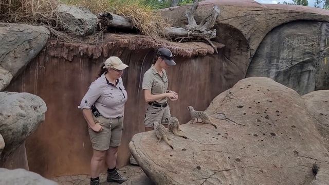 сурикаты кушают смотреть онлайн