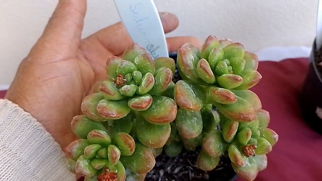 tour pelas minhas suculentas (Sirius agavoides e Sedum Obesum.) смотреть онлайн