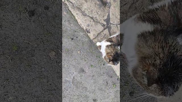 Мокрый кот Мурчик, кот промок под дождем смотреть онлайн