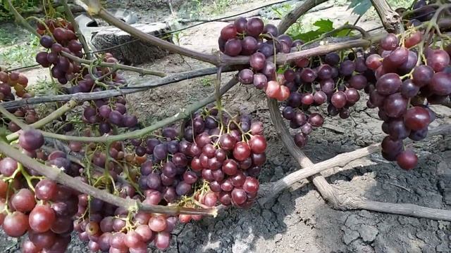 ВИНОГРАД ПАМЯТИ УЧИТЕЛЯ И КАТАЛОНИЯ 2019г смотреть онлайн