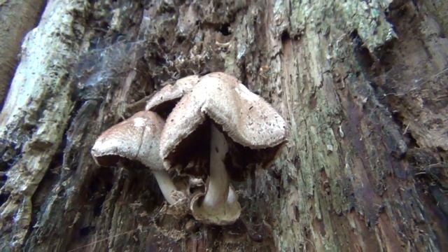 The Silky Sheath (post sporing) смотреть онлайн