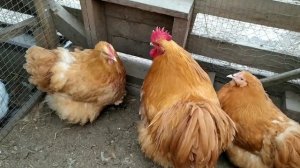 КУРЫ ПОРОДЫ ОРПИНГТОН, ЦЫПЛЯТАМ МЕСЯЦ