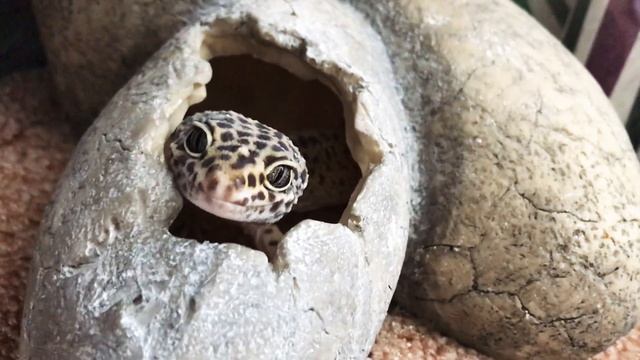 Эублефары/ Леопардовый геккон смотреть онлайн