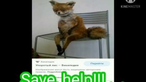 Страшная лиса | Scary fox