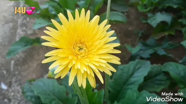 GERBERA-1 смотреть онлайн