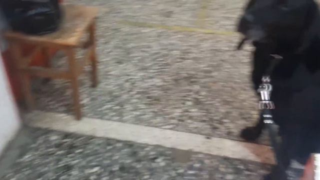 Лабрадор Рей  Жил был пёс  Шаланды Полные Кефаль Фоторель Жадина Говядина  YouTube Leo Ridge