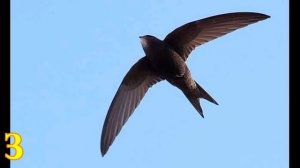 ТОП 5 САМЫХ БЫСТРЫХ ПТИЦ В МИРЕ !!!,