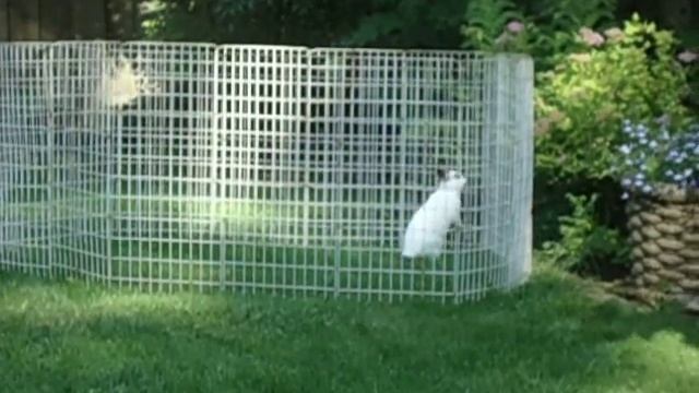 Adorable bunny jumps out of pen смотреть онлайн