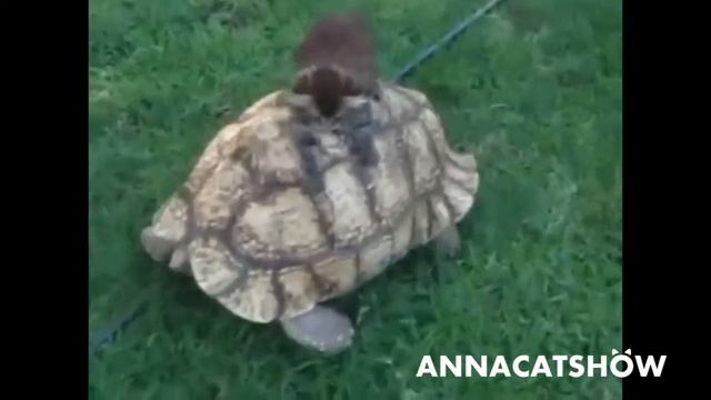 В мире котов и др животных смотреть онлайн