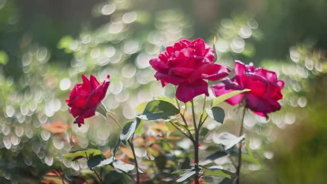 ♫ . Johann Strauss II - "Die Fledermaus : Overture",1874, (Летучая мышь: Увертюра) смотреть онлайн