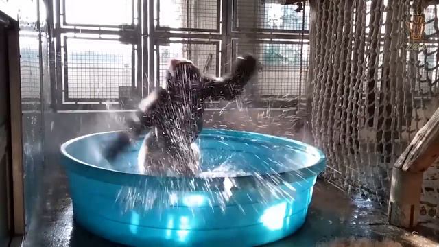 Зажигательный танец гориллы в зooпарке смотреть онлайн