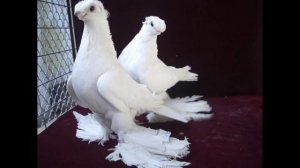 Голуби Узбекистана, более 120 пород выведенны во времена Эмира Бухарского