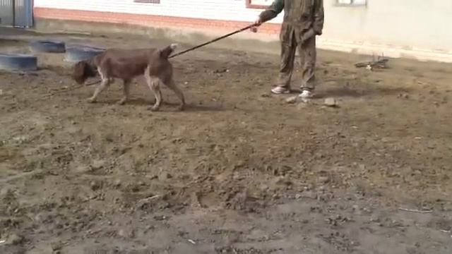Дратхаар Лада. Кызылорда смотреть онлайн