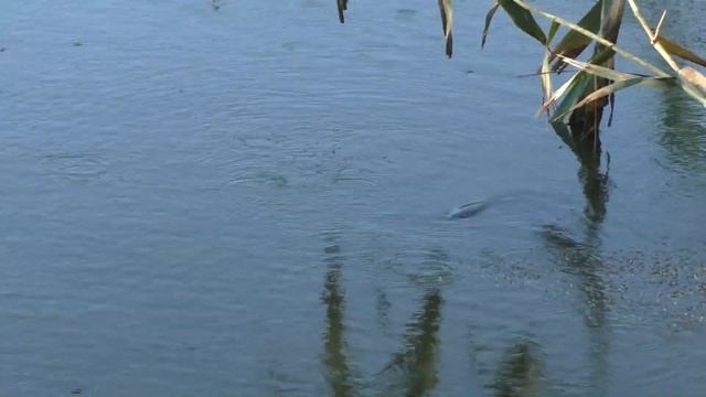 Сом на малой реке (на рыбалке). My fishing смотреть онлайн