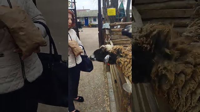 одеськый зоопарк 2 часть смотреть онлайн