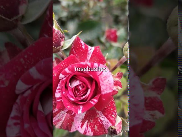 Flash Night Флэш Найт @rose_bushes161 смотреть онлайн