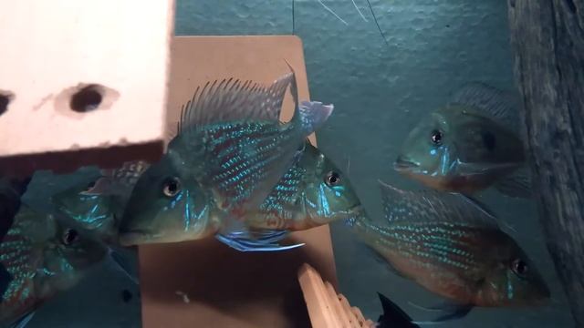 Geophagus sveni creciendo смотреть онлайн