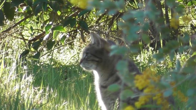 Cute Tabby Tiger Cat ???? смотреть онлайн