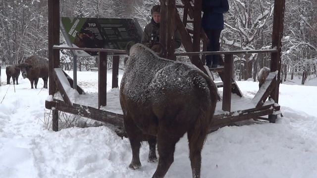 В гостях в зубров смотреть онлайн